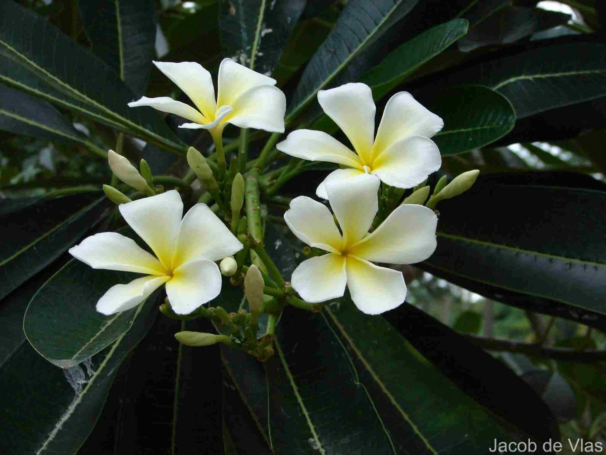 Plumeria obtusa L.
